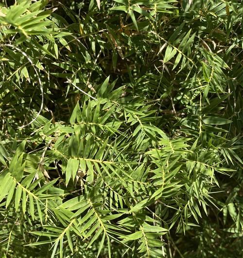凤尾竹的风水寓意与摆放位置（招财进宝的居家装饰植物——凤尾竹）