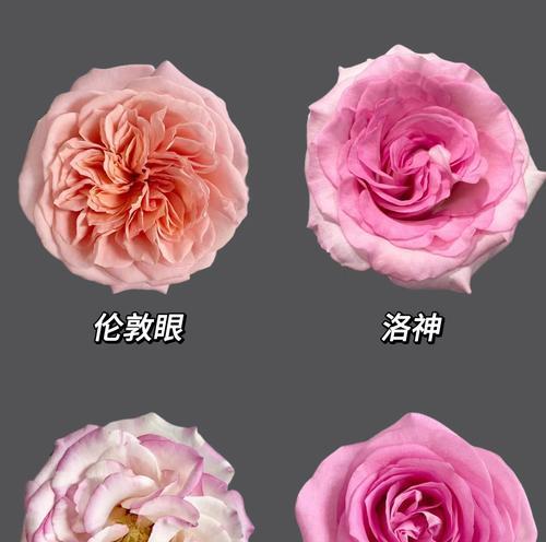 粉玫瑰的花语——爱与温柔（探索粉玫瑰花所传达的深情意义）