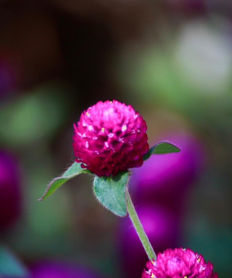 《宠爱之花语》（以何种花的花语表达宠爱之情？）