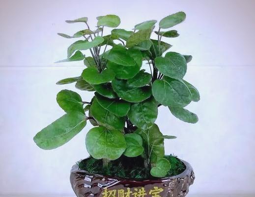 招财植物的神奇力量（揭秘那些招财植物背后的奥秘）