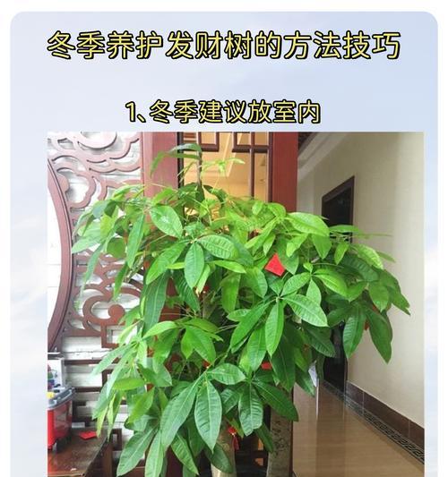 招财植物的神奇力量（揭秘那些招财植物背后的奥秘）