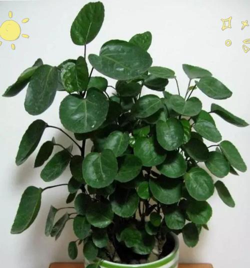 招财植物的神奇力量（揭秘那些招财植物背后的奥秘）