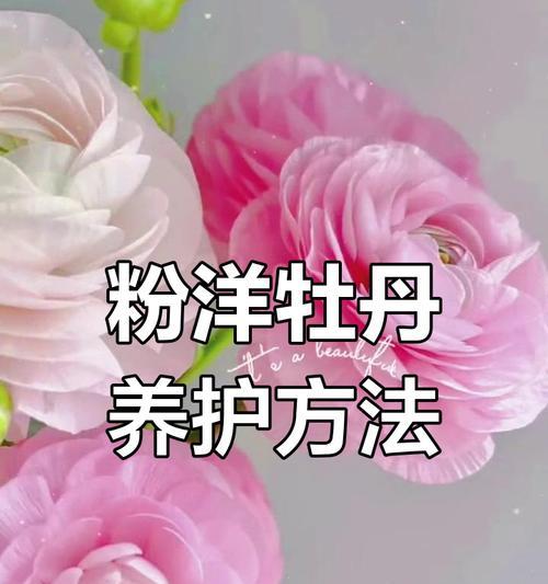 粉色花语与其象征意义（探索粉色花朵所传递的深层情感和内涵）