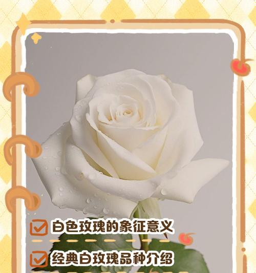 白玫瑰的花语和寓意——美丽而纯洁的象征（白玫瑰的深层寓意与心灵之旅）