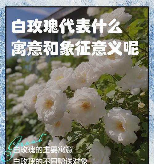 白玫瑰的花语和寓意——美丽而纯洁的象征（白玫瑰的深层寓意与心灵之旅）
