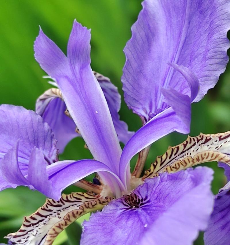 阳光花朵的希望之语（以向日葵的花语传递阳光的力量）