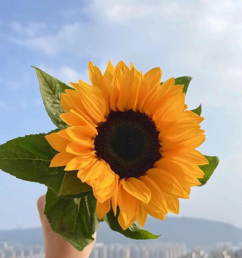 阳光花朵的希望之语（以向日葵的花语传递阳光的力量）