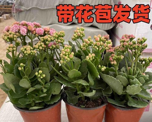 寓意长寿的植物——延年益寿的绿色宝藏（古老智慧赋予植物长寿能量，让我们一同探秘）