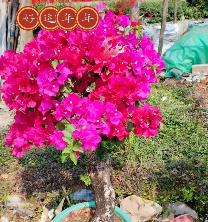 《三角梅的花语》（探寻花朵的秘密，解读三角梅的花语）