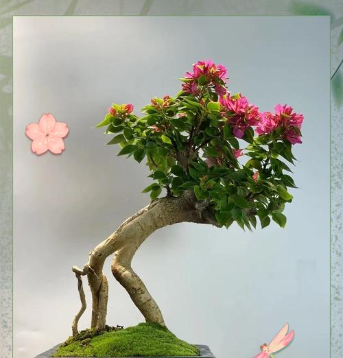 《三角梅的花语》（探寻花朵的秘密，解读三角梅的花语）