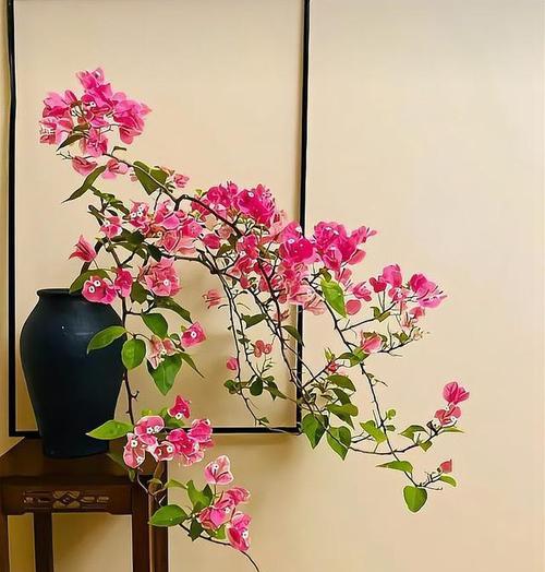 《三角梅的花语》（探寻花朵的秘密，解读三角梅的花语）