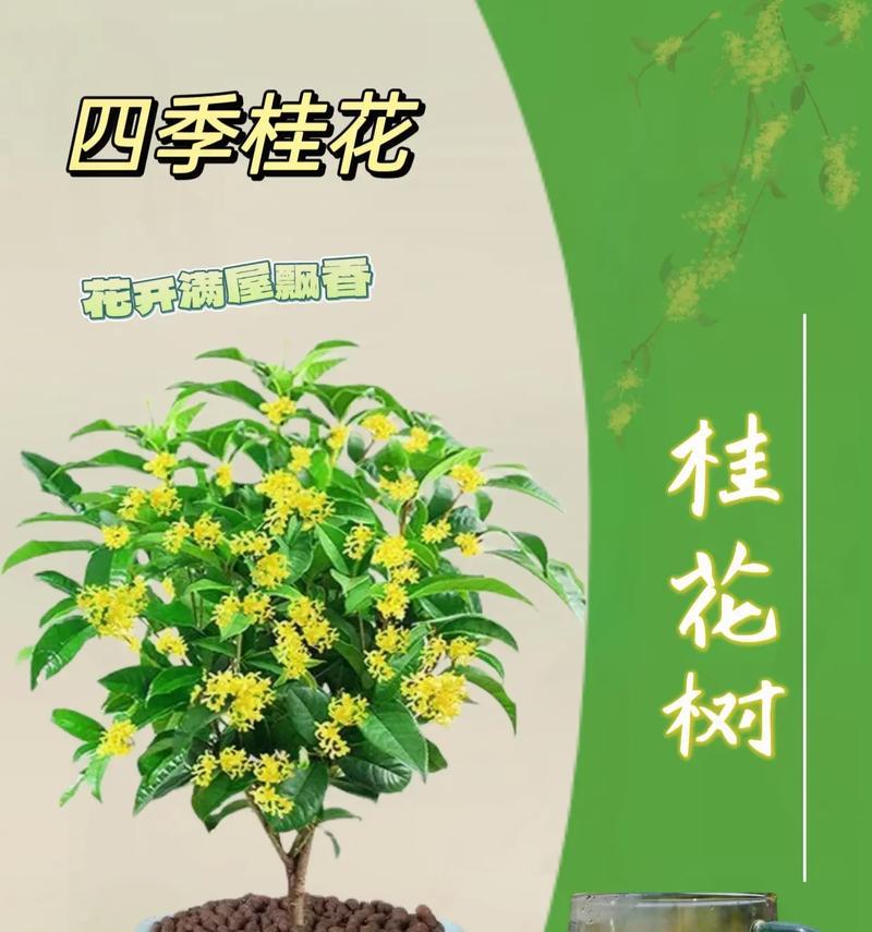 桂花的花语（馥郁芬芳的桂花散发着美好祝福）