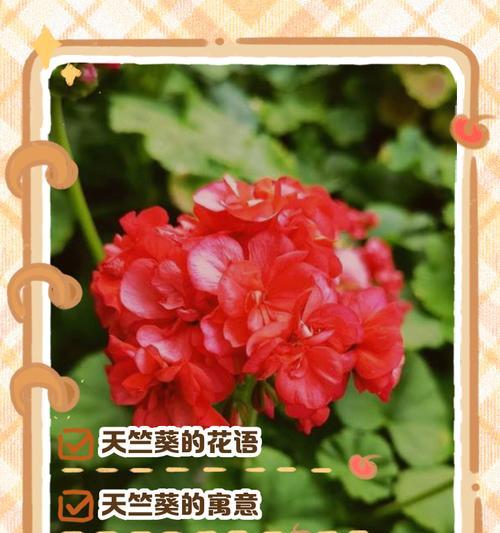 以火祭的花语与寓意（燃烧的热情，绽放的美丽）