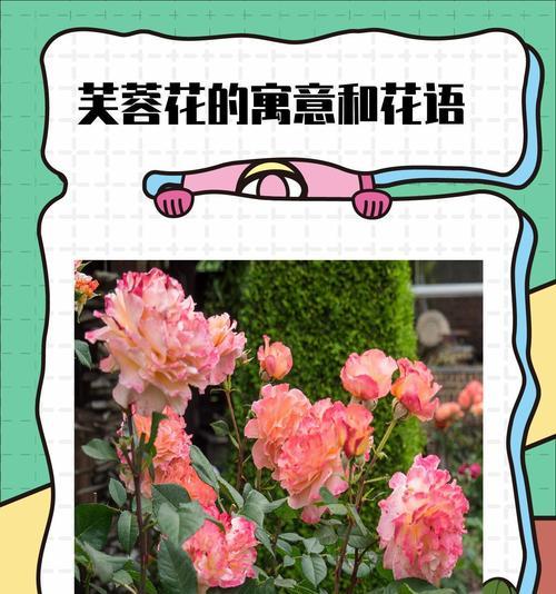 以火祭的花语与寓意（燃烧的热情，绽放的美丽）