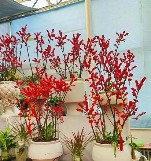 冬青开花的神秘寓意（揭开冬青花开背后的意义）
