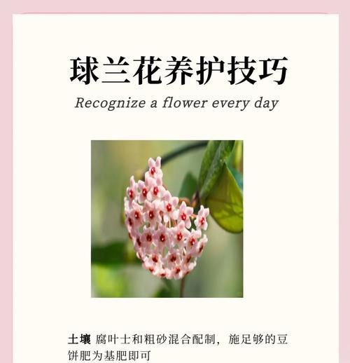 青春活力之花（热情、阳光、希望的代表）