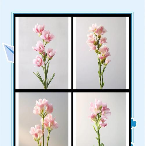 青春活力之花（热情、阳光、希望的代表）