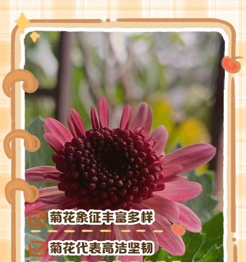 绿菊花的花语与寓意（探寻绿菊花的花语和意义，以及其在人们生活中的应用）