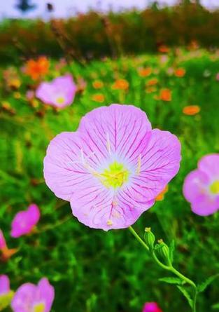 代表意难平的花-缅怀与寄托（用花语诉说，心底的情感）