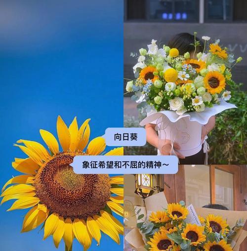 希望之花——康乃馨的花语（盛开在希望园中的康乃馨）