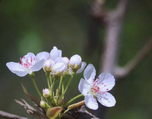 以梨花代表纯洁之人（一朵梨花的静谧美丽）