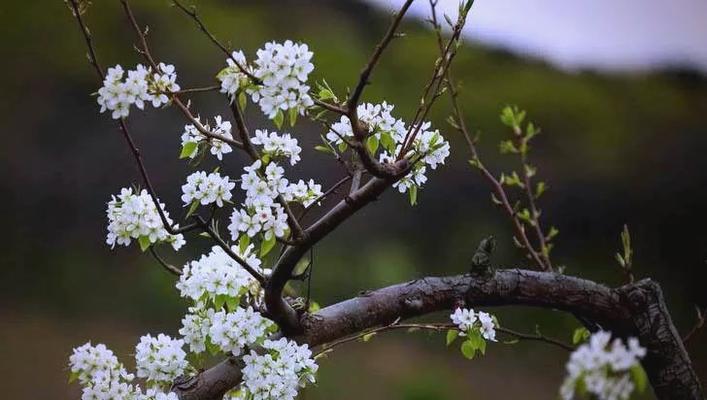以梨花代表纯洁之人（一朵梨花的静谧美丽）