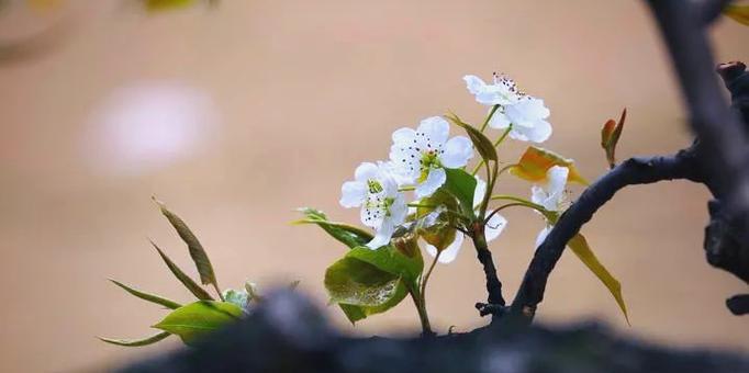以梨花代表纯洁之人（一朵梨花的静谧美丽）