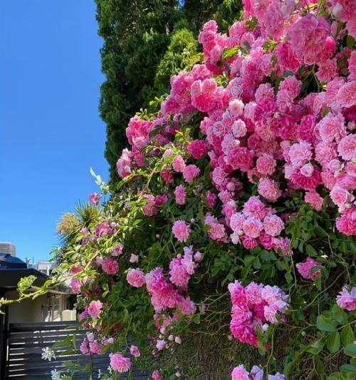 温暖善良的花——以向日葵为代表（向日葵的美丽与善良）