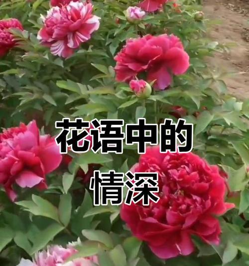爱情专一之花（玫瑰花盛开在专一的花园里）