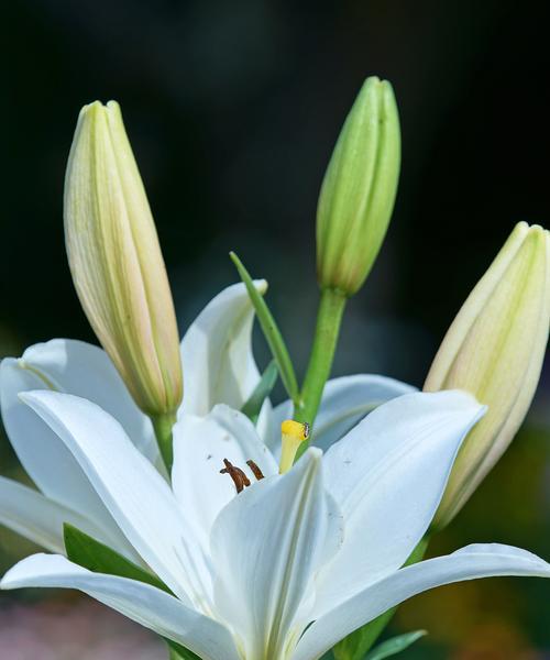 以百合花的花语为主题的请求原谅文章（用花语表达内心的歉意，化解误会与矛盾）