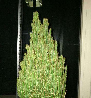 万重山绽放芬芳，开花花语与寓意（万重山的花朵，寄托着丰饶与希望的象征）