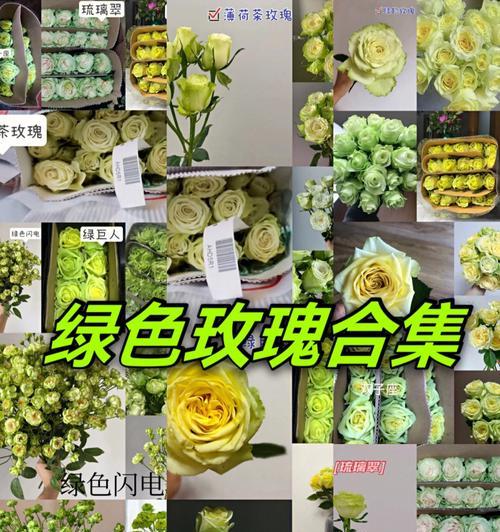 绿玫瑰花语及代表意义的解读（探索绿玫瑰花语的魅力与象征意义）