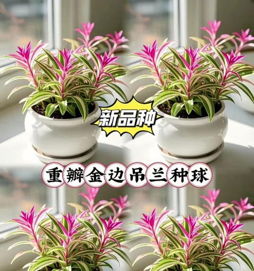 吊兰开花的寓意与象征（花开富贵，家庭幸福）