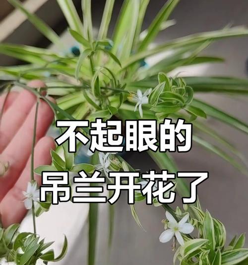 吊兰开花的寓意与象征（花开富贵，家庭幸福）