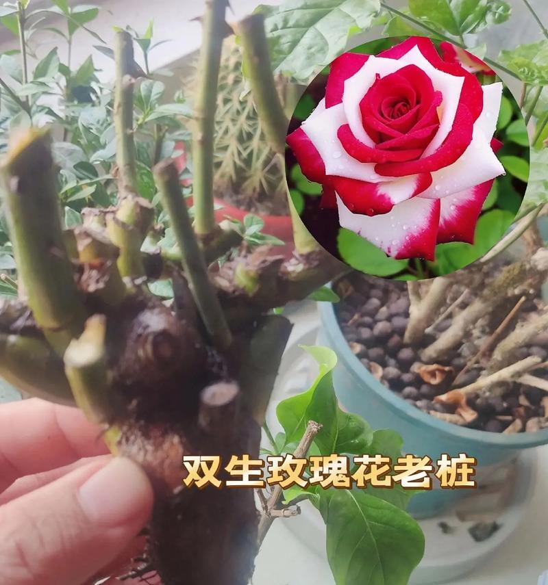 32朵玫瑰花的花语解读（浪漫、承诺与感恩的32朵玫瑰花）