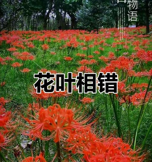 花开遗憾（追忆岁月，挽回遗憾的机会）