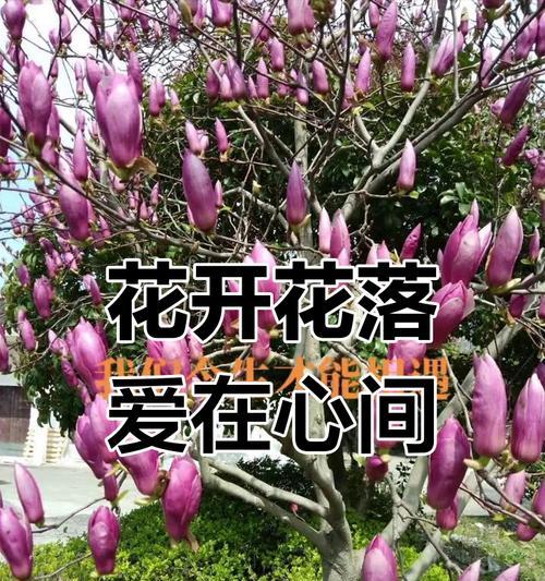 花开遗憾（追忆岁月，挽回遗憾的机会）