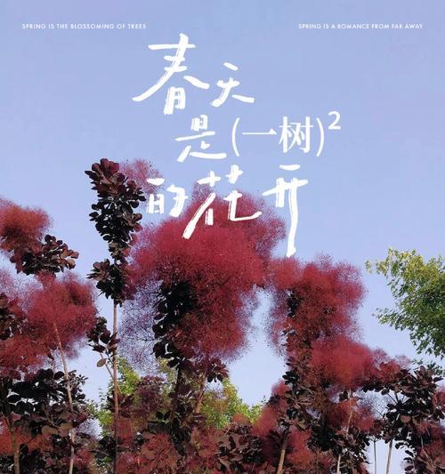 阳光花朵的力量（以花为镜，窥见坚强与积极）