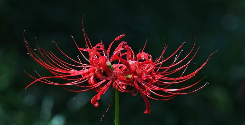 彼岸花（一朵花背后的寓意与感悟）