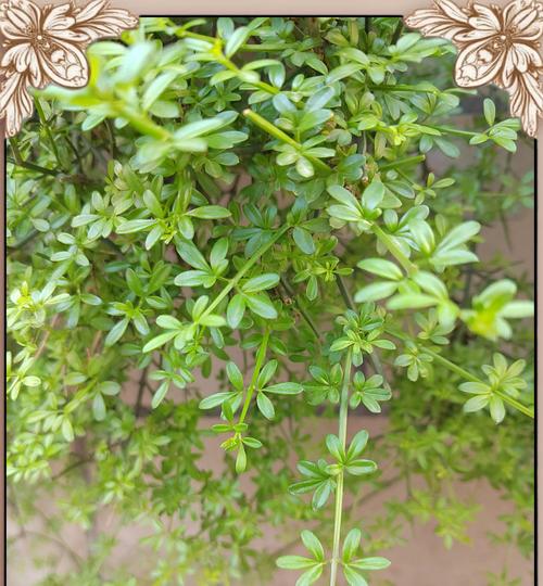 安全花语（以紫菀花为例，探讨花语中的安全含义）
