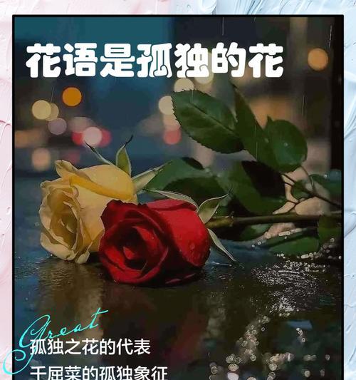 安全花语（以紫菀花为例，探讨花语中的安全含义）