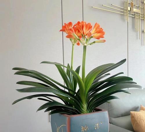 代表富贵的植物——奢华之象征（探寻那些令人向往的植物富贵之道）