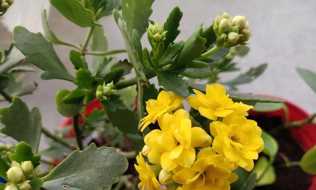 坚韧不拔的植物世界（探索自然奇迹，发现生命的力量）