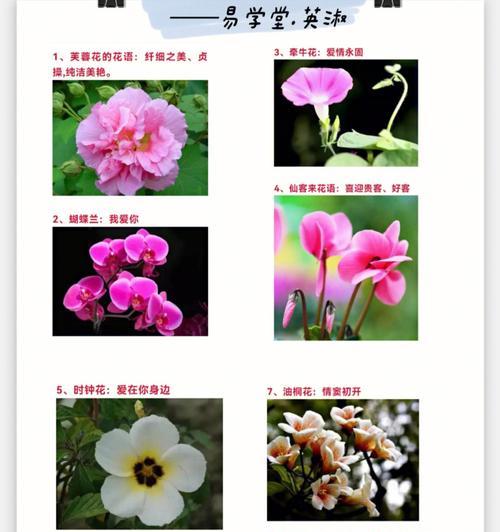 红玫瑰与粉玫瑰的花语之美（探寻红玫瑰和粉玫瑰的深刻情感内涵）