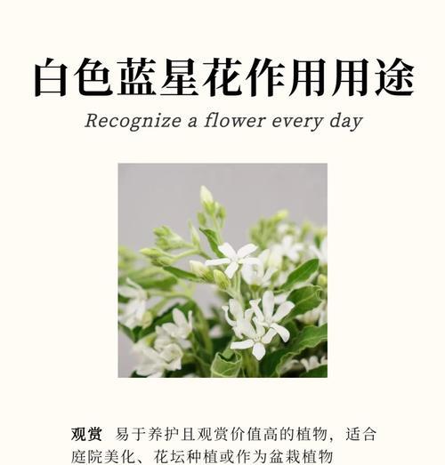 荼蘼之美——花语的诗意（探寻荼蘼的花语，解读花开的心语）