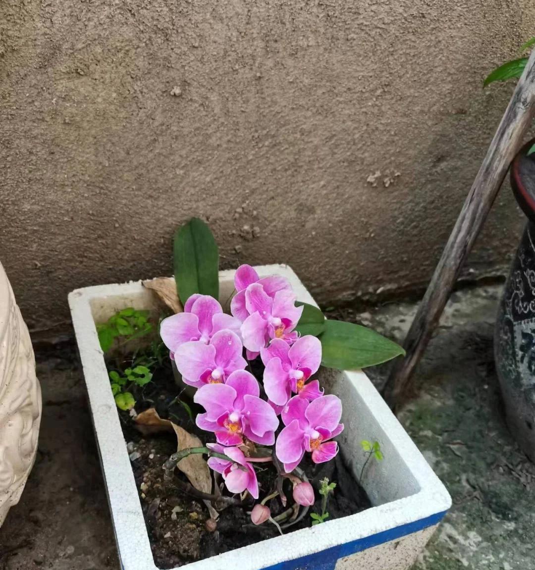 男子晒遗弃的蝴蝶兰，泡沫箱子田园土，竟爆花了，网友：好没天理