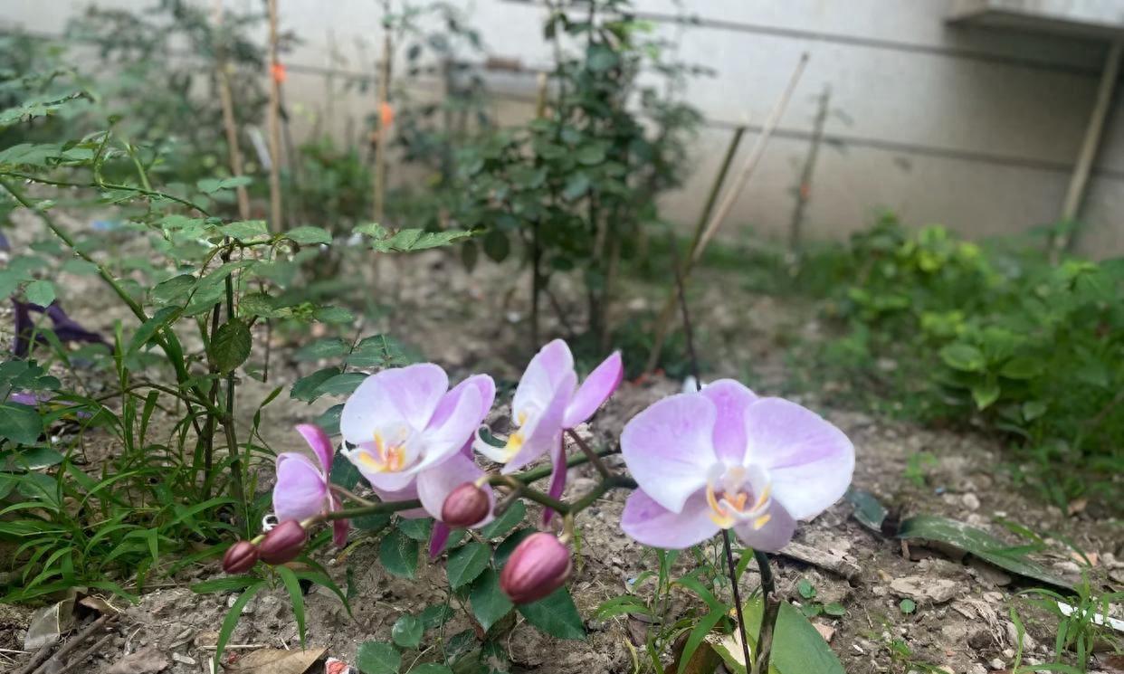 食堂大妈养兰花，直接埋地里，暴晒又雨淋，长得怪好的，网友：牛