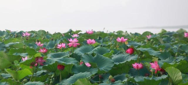 “公白露冷飕飕，母白露热死牛”，今年白露是啥？有啥说法？