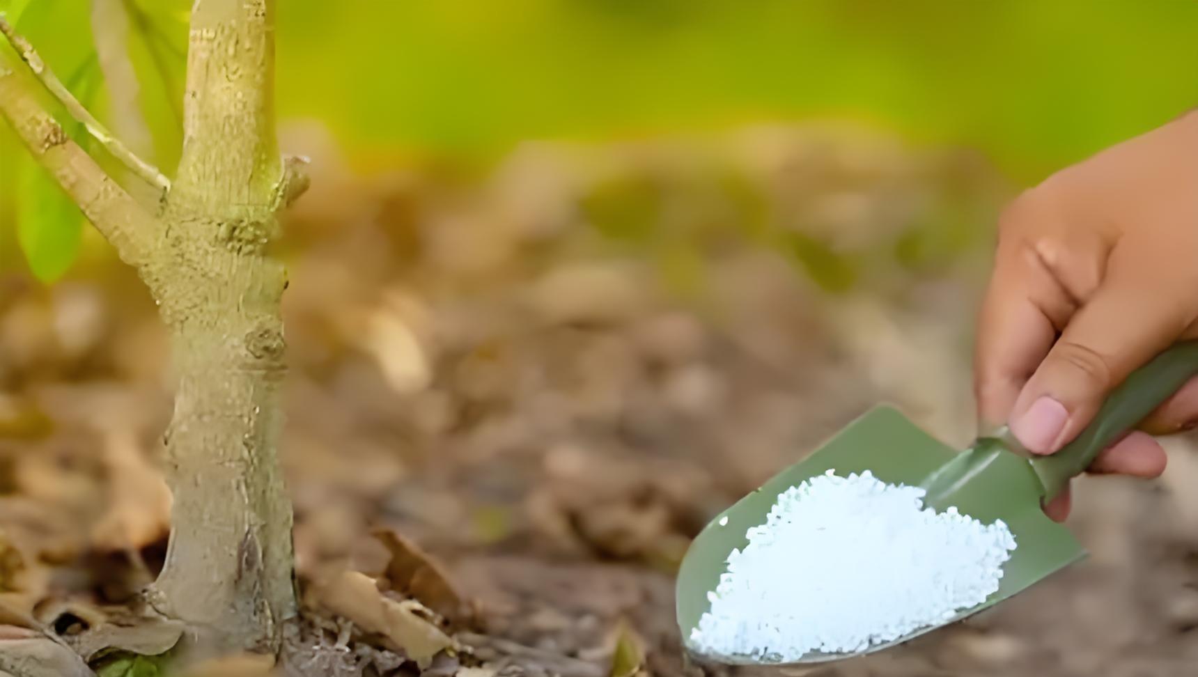 白露种菜正当时！白菜萝卜用3种肥，个头大不空心，错过等一年！
