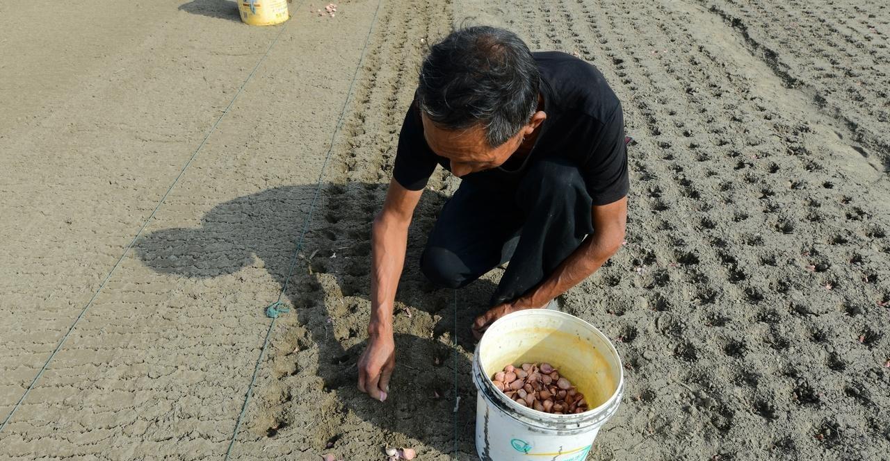 深栽葱、浅栽蒜，见顶不见蒜、蒜头才高产，大蒜种植技巧全在这